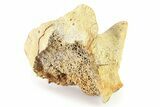 Fossil Ornithischian Dinosaur Vertebra Process Section - Montana #316414-2
